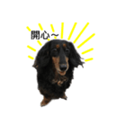 Black Dachshund "Pinky"（個別スタンプ：2）
