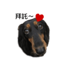 Black Dachshund "Pinky"（個別スタンプ：3）