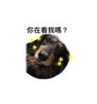 Black Dachshund "Pinky"（個別スタンプ：4）