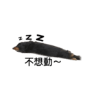 Black Dachshund "Pinky"（個別スタンプ：5）