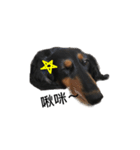 Black Dachshund "Pinky"（個別スタンプ：8）