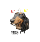 Black Dachshund "Pinky"（個別スタンプ：9）