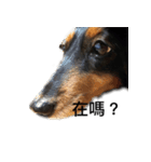 Black Dachshund "Pinky"（個別スタンプ：10）