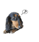 Black Dachshund "Pinky"（個別スタンプ：11）