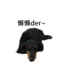 Black Dachshund "Pinky"（個別スタンプ：12）