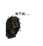 Black Dachshund "Pinky"（個別スタンプ：15）
