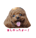 トイプードルななちゃん part2（個別スタンプ：4）