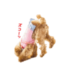 トイプードルななちゃん part2（個別スタンプ：8）