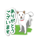 うちの犬が一番2（個別スタンプ：7）