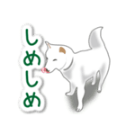 うちの犬が一番2（個別スタンプ：31）