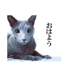 おはようチルチル（日常編）（個別スタンプ：1）