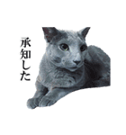 おはようチルチル（日常編）（個別スタンプ：3）
