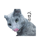 おはようチルチル（日常編）（個別スタンプ：8）