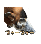 凄く使いやすい動物達（個別スタンプ：10）