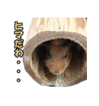 凄く使いやすい動物達（個別スタンプ：13）