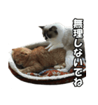 凄く使いやすい動物達（個別スタンプ：15）