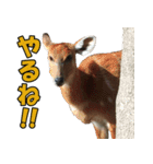 凄く使いやすい動物達（個別スタンプ：19）