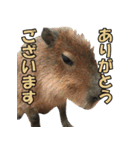 凄く使いやすい動物達（個別スタンプ：30）