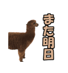 凄く使いやすい動物達（個別スタンプ：31）