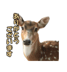 凄く使いやすい動物達（個別スタンプ：36）