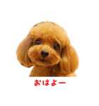 トイプードルななちゃん（個別スタンプ：1）