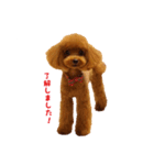 トイプードルななちゃん（個別スタンプ：3）