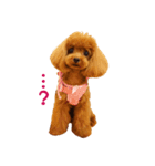 トイプードルななちゃん（個別スタンプ：7）