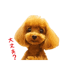 トイプードルななちゃん（個別スタンプ：8）