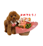 トイプードルななちゃん（個別スタンプ：9）