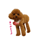 トイプードルななちゃん（個別スタンプ：10）
