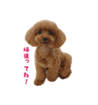 トイプードルななちゃん（個別スタンプ：11）