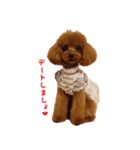 トイプードルななちゃん（個別スタンプ：13）