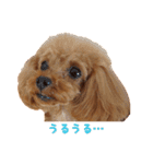 トイプードルななちゃん（個別スタンプ：16）