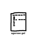 Magnetotactic Bacteria（個別スタンプ：12）