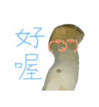キノコの人々 日常会話（個別スタンプ：3）