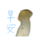 キノコの人々 日常会話（個別スタンプ：5）