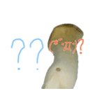 キノコの人々 日常会話（個別スタンプ：8）