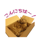 Funny Cats vol.1（個別スタンプ：1）