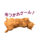 Funny Cats vol.1（個別スタンプ：3）