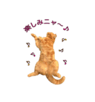 Funny Cats vol.1（個別スタンプ：4）