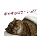 Funny Cats vol.1（個別スタンプ：5）