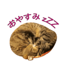 Funny Cats vol.1（個別スタンプ：6）