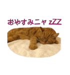 Funny Cats vol.1（個別スタンプ：7）