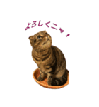 Funny Cats vol.1（個別スタンプ：9）
