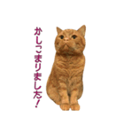 Funny Cats vol.1（個別スタンプ：10）
