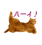Funny Cats vol.1（個別スタンプ：11）