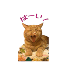 Funny Cats vol.1（個別スタンプ：12）