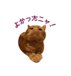 Funny Cats vol.1（個別スタンプ：13）
