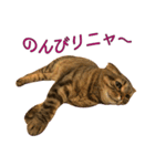 Funny Cats vol.1（個別スタンプ：14）
