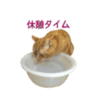 Funny Cats vol.1（個別スタンプ：15）